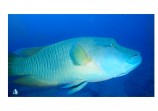 Napoleon Wrasse