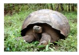 tortoise.1