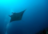 Manta Ray