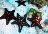 Starfish Group