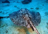 Marbled Stingray