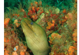 Moray Eel, Tobago 2016