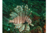 Lionfish, Tobago 2016