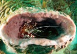 Banded Shrimp, Tobago 2016