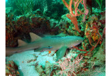 Sleeping Shark - Speyside Tobago - Coral Gardens