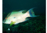 Hogfish
Tobago 2016