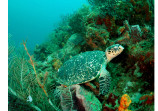 Sea Turtle
Tobago 2016