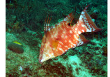Hogfish
Tobago 2016