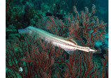 Trumpetfish
Tobago 2016